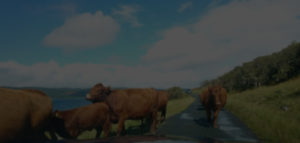 cows on mull road