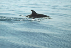 Dolphins in the harbour