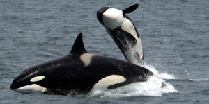 orca's swimming