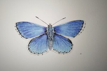 Adonis Blue Butterfly Watercolour Painting